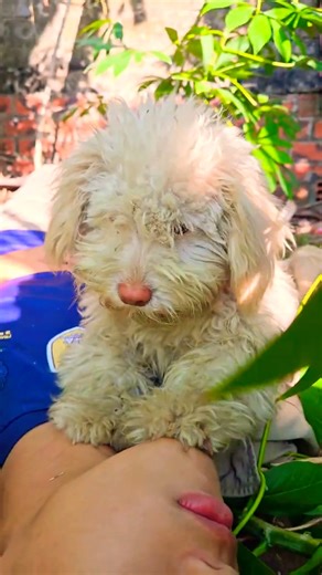 The Kind Boy and the Smart Puppy Saved His Brother from a Snake! 😱🐶