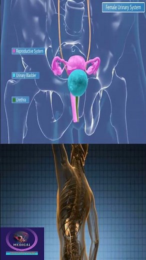 Female Urinary System #shorts