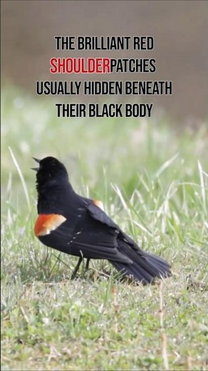 This Blackbird's Hidden Red Patches Are Stunning!