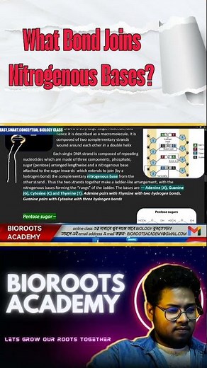 what bond joins nitrogenous bases ?