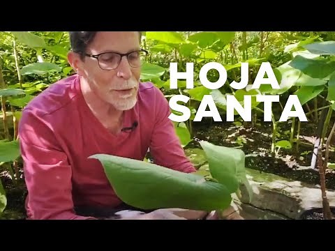 Rick Bayless Hoja Santa in My Backyard!