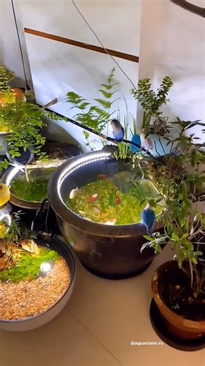 Aquariums & Exotic Fish 🐠 on Instagram