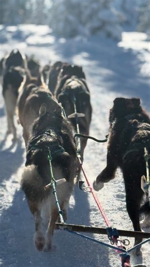 Women in Wild Places on Instagram: "Dog mushing 101🛷🐕 In my conversation with Kristy and Anna of @seeingdoublesleddogracing , I learned that every musher uses voice alone to guide a dog team. There are no reins, no steering wheel. Right is G, left is HA, and “straight ahead” keeps the dogs passing distractions (including other teams!). It’s ancient, intuitive, and unbelievably beautiful to watch in motion. Listen to the full episode, Racing Sled Dogs Through the Alaskan Wilderness wherever you