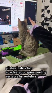 32K views · 1K reactions | No touchy | Meowed | Facebook