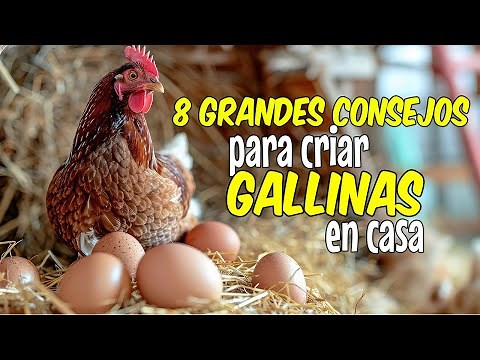 8 consejos para criar GALLINAS sanas y PRODUCTIVAS 🐔