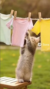 💨 windy laundry day 😂 | baby cat helps hang clothes
