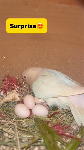 Sspetvlogger❤️ on Instagram: "Lovebird ne first time breeding kri😍#minivlog #breedingpair #pets #lovebirdsfarming #petlover #vlog"