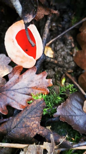 Scarlet red elf cup fungi #nature #music #wildlife
