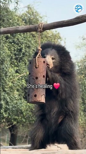 Abused Sloth Bear Makes Amazing Recovery