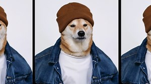 Meet Bodhi, Instagram's Menswear Dog and Very Good Boy