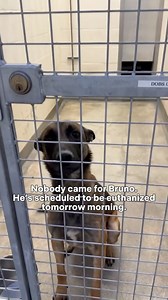 RESCUED🎉🎉- Thank you Blue-Collar Dog Rescue To honor pledge, please see payment options below and please reference "Bruno " or by his ID # 🐾Paypal: pedigreenada@gmail.com 🐾Website: bluecollardogrescue.com 🐾 Zelle: 415 580 5198 🐾Venmo: BlueCollarDogRescue 🐾Snail Mail: 8092 Herrington Ave NE, Belmont, MI 49306 EIN# 99-1076298 I refuse to believe that this is it for Bruno. Such a beautiful dog with so much potential. His only fault was that he was put in a system that wasn’t meant for him to