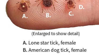 Ticks are now common year-round in Ohio. See species, hot spots, how to remove and avoid them
