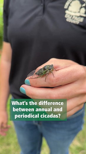 What are you hearing now in the trees? The annual cicadas - aka dog day cicadas! Here's what makes them different from the periodical cicadas. | Forest Preserve District of DuPage County
