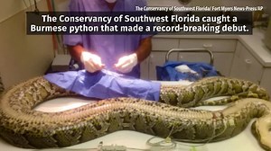Check out this record-breaking 215-pound, 18-foot-long python found in Florida. Researchers also made a record-setting find inside the python: https://2wsb.tv/3yjdJcz | WSB-TV