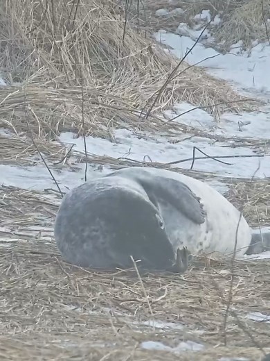 When you’re trying to get comfortable but your brain won’t shut off. | explore.org