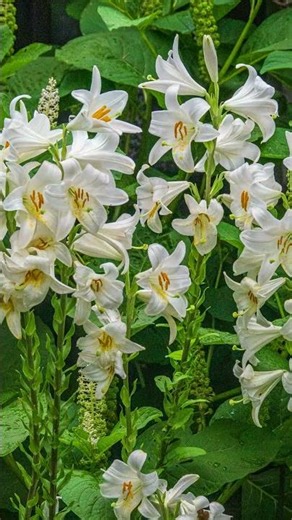 🌸 Amazing Lilies Blooming – You Rarely See This!