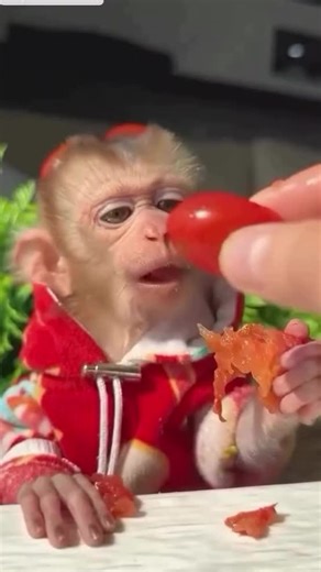 Monkeys are back! ❤️🥰🙊 #monkey #monkeys #animal #animals #cute
