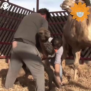 A rare Dromedary camel was born in Peru's Ica desert region. The calf has been named Juanito and its mother originally hails from the Canary Islands. https://cbsn.ws/2DFXsF8 | CBS Sunday Morning