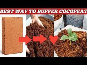 Why Coco Peat Buffering Is Important? !How To Increase Your Plants Production? How Buffer Cocopeat?
