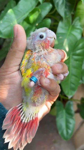 Fun time with pineapple conure chick 🐣 ☺️😍😀😂🤣🤣#birdsavairy #conurecare #conuretraining