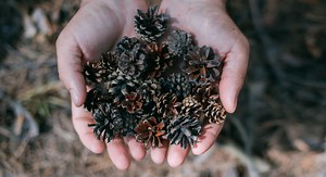 Challenge : faites pousser des pommes de pin vous-même !