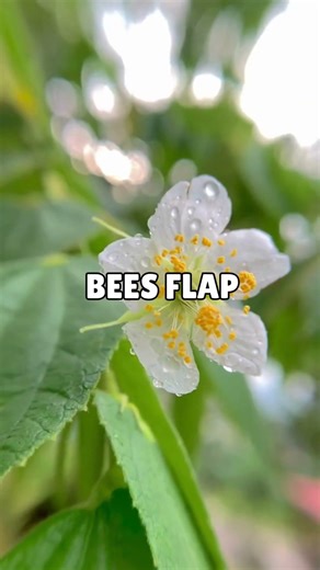 How Do Bees Make Honey #shorts #how #facts #true#bees #nature #biology #science #honey #ecology