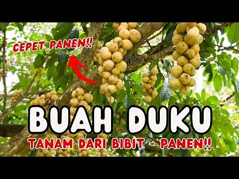 How to Plant Duku Trees, Cultivate Duku for Abundant Fruit and a Fast Harvest