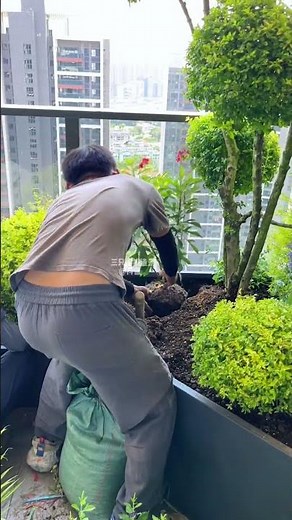 Creating a multi-headed female azalea tropical garden landscape on the balcony # Balcony Garden # B