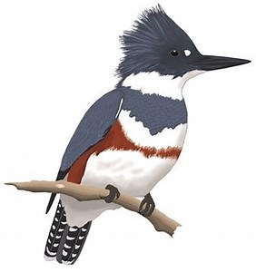 Where to Bird? — Kitsap Audubon Society