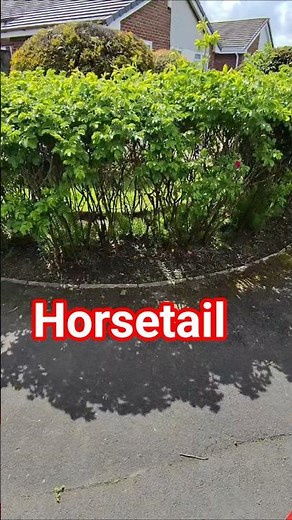 horsetail, i need a solution #gardening