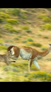 A cougar hunting a guanaco with a surprising twist at the end 🐆🦙😲 #WildlifeDrama #PredatorPrey #NatureSurprises #Cougar #WildlifePhotography | La Pulga News