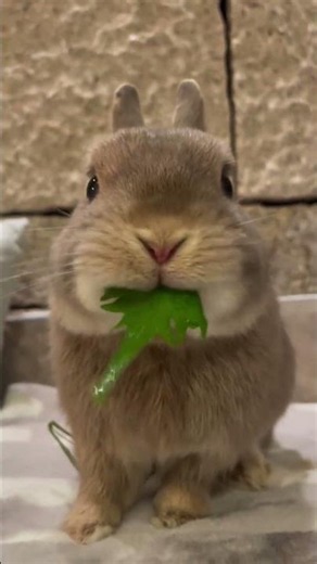 Cute Bunnies that Will Melt Your Heart 🐰✨‪@zoo_curious12‬