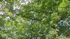 🚨 New Arrival Alert! 🚨 Introducing the Notch Rope Runner Vertec, the next-generation climbing device that’s taking the arborist world by storm! 🌲🧗‍♂️ With tool-free adjustments, 7 friction settings, and mid-line attachability without slic pins, the Vertec offers unmatched efficiency and smooth operation for both SRS and MRS climbing. Designed in collaboration with Kevin Bingham, this is the ultimate tool for tree care professionals! 🌟Key Features: Tool-free friction adjustments on the fly M