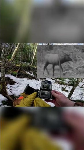 Mounting A GoPro On A Tree For Epic POV Shots #shorts