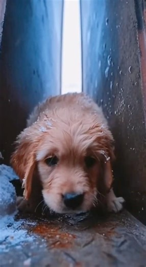 ❄️🐾“The Machine Stopped, a Life Was Saved”