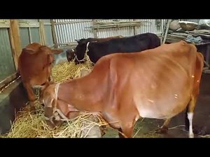 Beautiful Cows Eating Hay on a Small Farm | Relaxing Farm Life Video