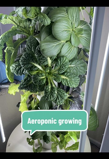 Guide to Aeroponic Gardening: Grow Your Own Indoors