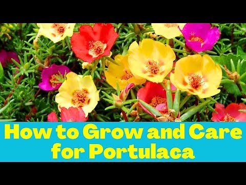 How to Grow & Care for Portulaca? Moss rose or 9’O clock plant