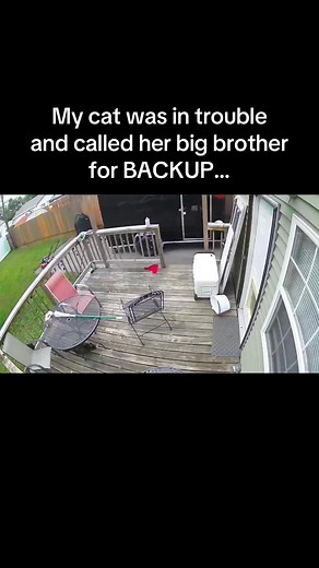 Cat Calls for Backup from Big Brother