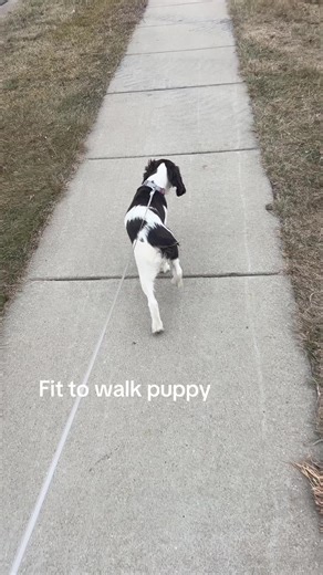 I did not notice she was smelling another dogs poop at the end!! #poop #puppy #dog #tufffit #fypシ゚viral