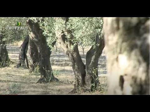 L'olivier : conseils d'un producteur pour cultiver, planter et entretenir les oliviers - Truffaut