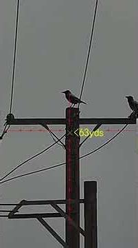 Crows pest control with fx wildcat