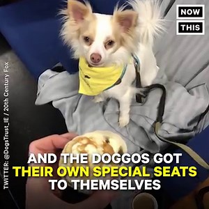 This movie theater let people bring their dogs | NowThis Entertainment