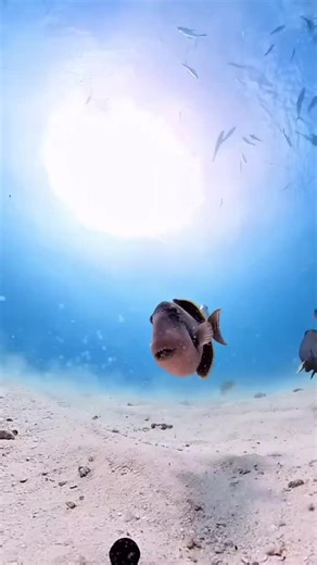 Spocony w Lodówce 😁 (@rruuffuuss...1974)’s videos with oryginalny dźwięk - Spocony w Lodówce 😁