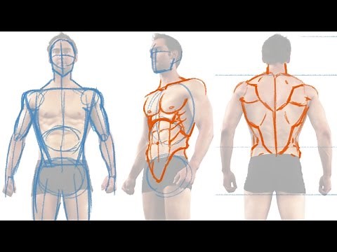 How to Draw the Male Figure and Torso Muscles