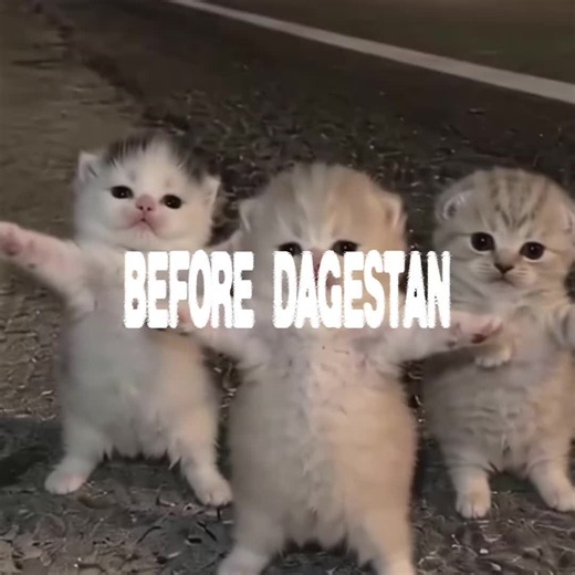 Cartoon Cat Edit 2-3 Years Dagestan — Wait for the End