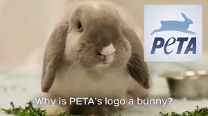 11K reactions · 4.5K shares | Today is #InternationalRabbitDay. THIS is why #PETA's logo is a rabbit. They go through so much… | PETA (People for the Ethical Treatment of Animals) | Facebook