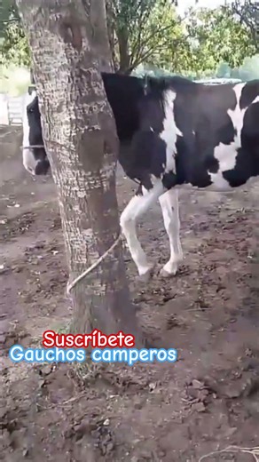 ¿Tobiano overo ? o overo ?