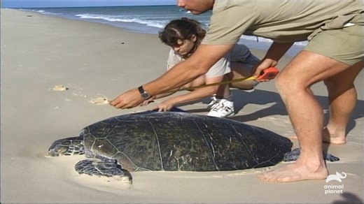 Just south of the Great Barrier Reef on the Island of Time, experience a rare opportunity as Terri Irwin films the mating rituals of green water turtles. #TheCrocodileHunter | Animal Planet