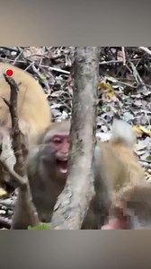 The mating season has triggered fierce competition among male Taihang macaques in a macaque sanctuary in central China's Henan Province. Competing for mating privileges and the prestigious alpha status, these males engage in intense battles, culminating in a dramatic showdown known as the 'Monkey King' contest. #ChorusofLife #ChinainSeconds For more: https://english.cctv.com/ | CCTV